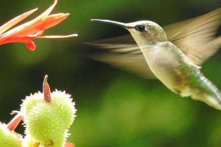 A female ruby-throated hummingbird sips nectar from a flower. 