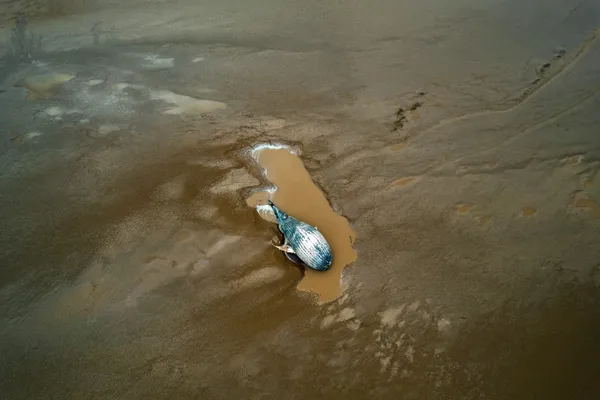 A whale stranded and died in an inland river thumbnail