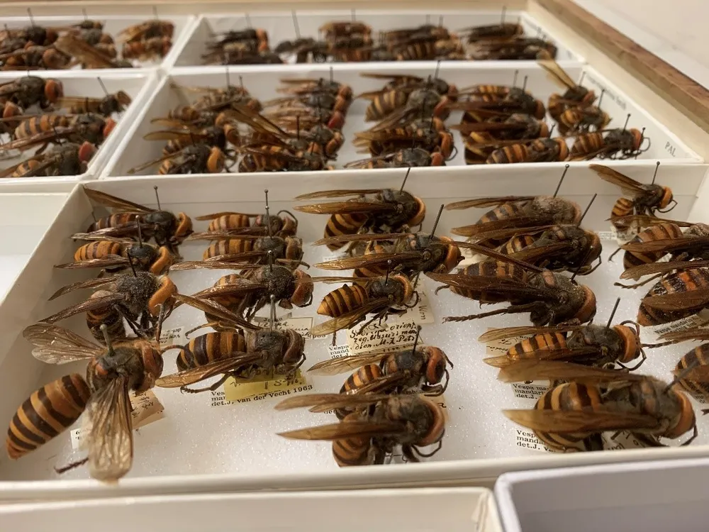 The National Museum of Natural History’s entomology collection has many Asian giant hornets. Recently, the collection grew with new specimens from an eradicated nest in Washington State. (Matthew Buffington, USDA-ARS)
