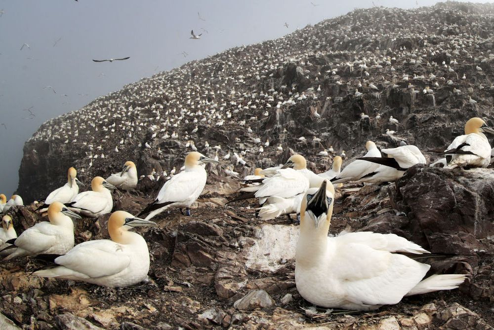 Large white birds on a rocky surface