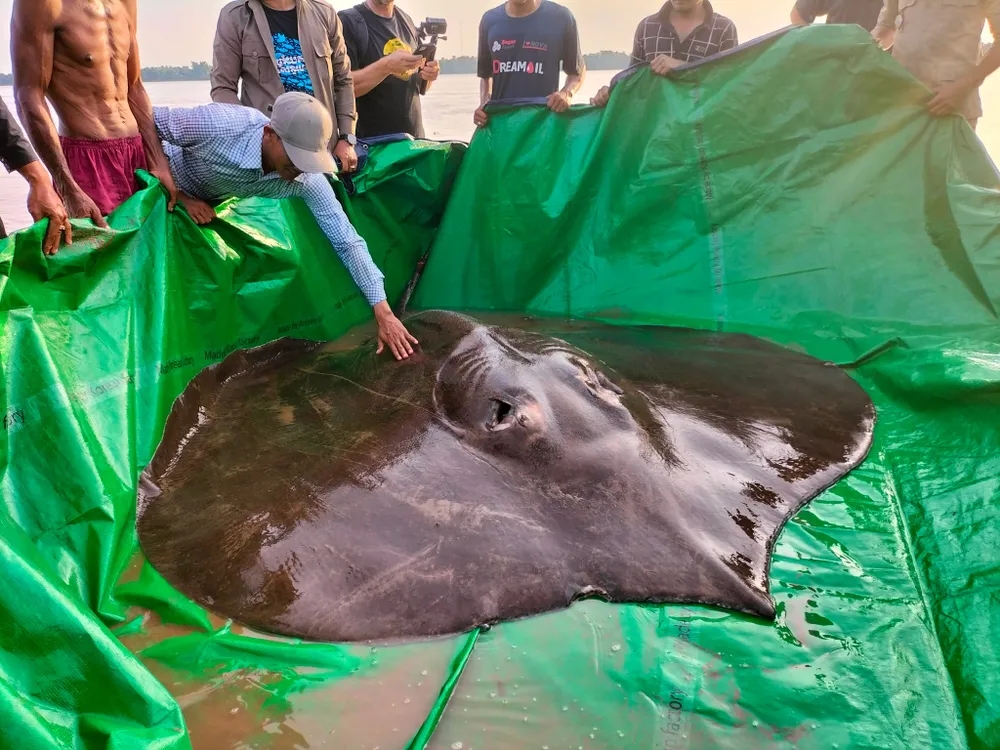 A giant stingray sits on a green tarp surrounded by a crowd of people