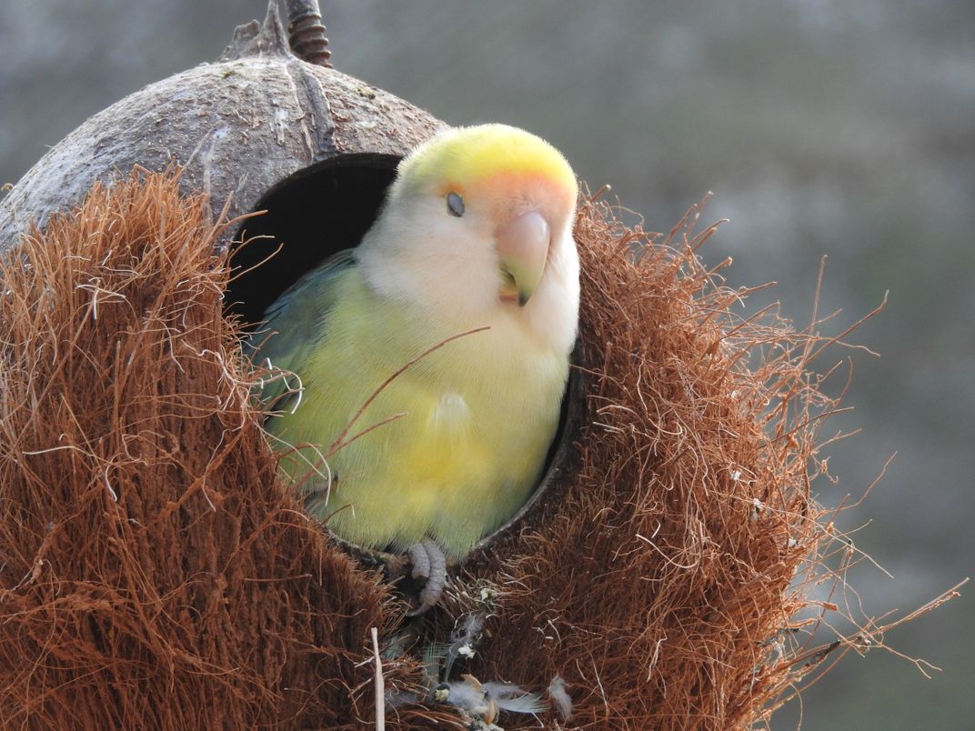 Sleeping Lovebird of Sea Life Park Hawaii Smithsonian Photo Contest