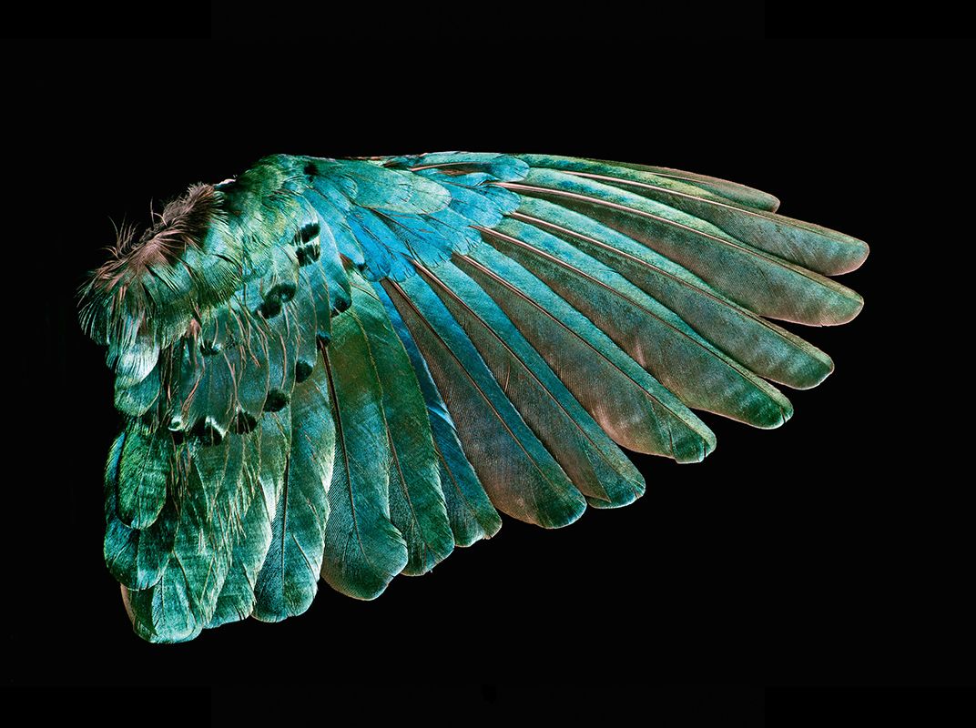 Feathers, flight, and fascinating diversity! Discover the