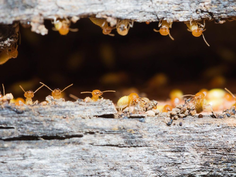 All-Female Termite Colonies Reproduce Without Male Input