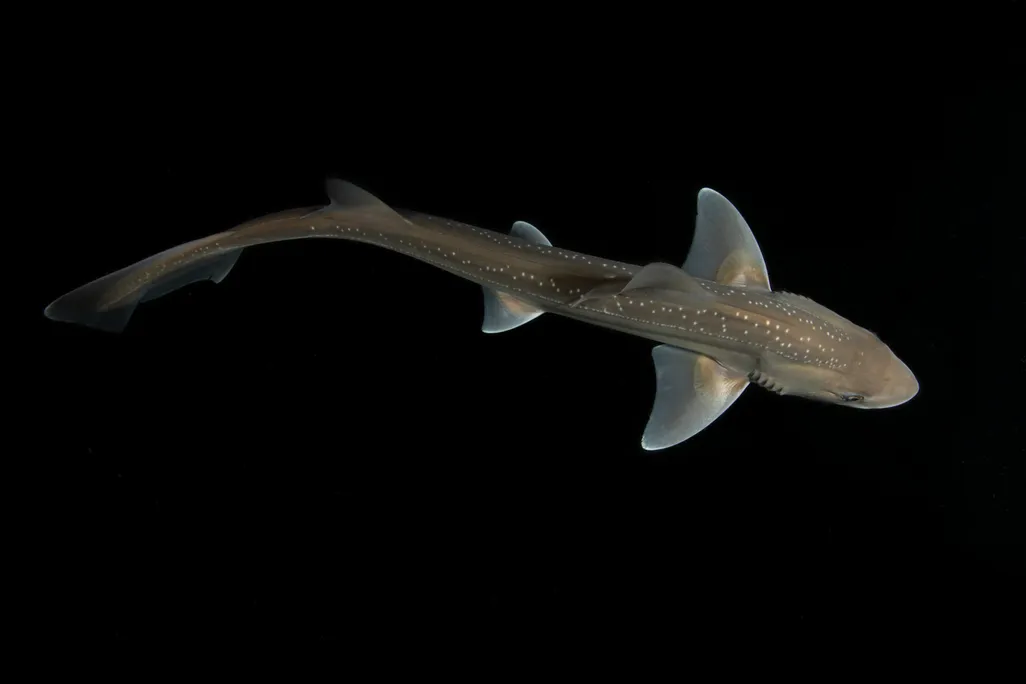 an overhead view of a small, brown shark with lighter spots