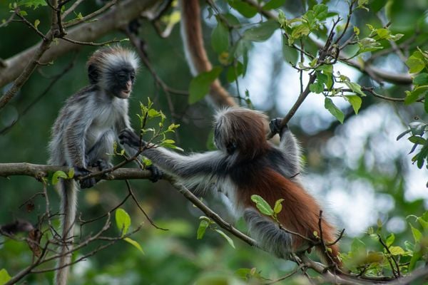 Two Zanzibar red colobus monkeys interacting in their backyard thumbnail