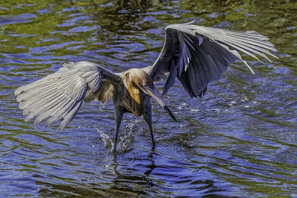 REDDISH EGRET HUNTING thumbnail