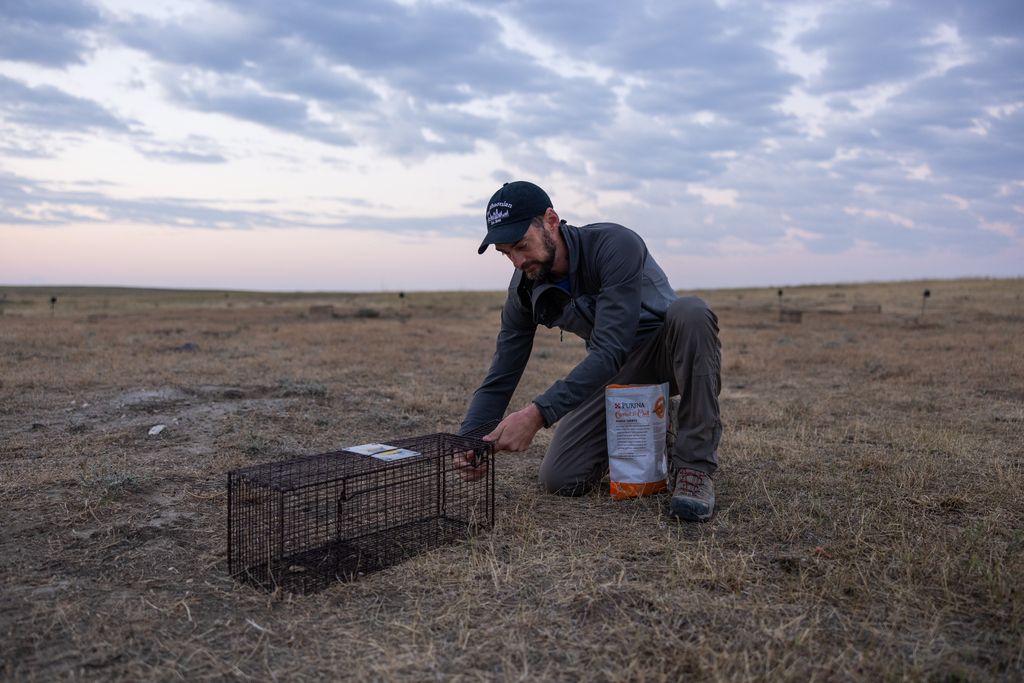 Photo of scientist Jesse Boulerice, wearing a baseball cap and sporting a beard, kneeling on the ground while setting a humane trap for prairie dogs on an open plain.