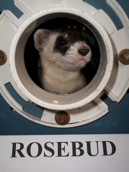 Rosebud, the Zoo’s black-footed ferret youngster.