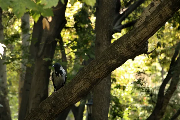 The Watcher thumbnail