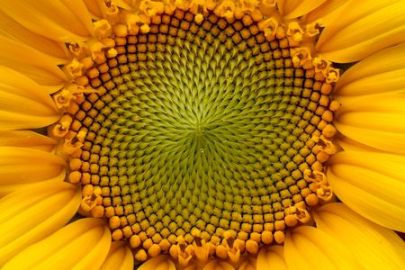 Artists and poets have long been inspired by the mathematical patterns found in nature—for instance, the remarkable fact that a sunflower's seeds follow the Fibonacci sequence. But there are myriad other ways that the realms of poetry and mathematics can intersect.