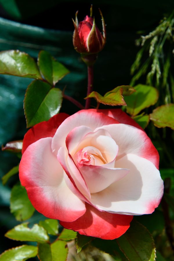 A Rose (Rosa) in my back garden in the Cotswolds thumbnail