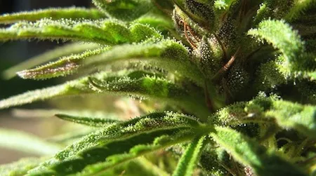 Last summer, a study found that long-term cannabis use reduced cognitive skills. A new study seems to say the opposite.