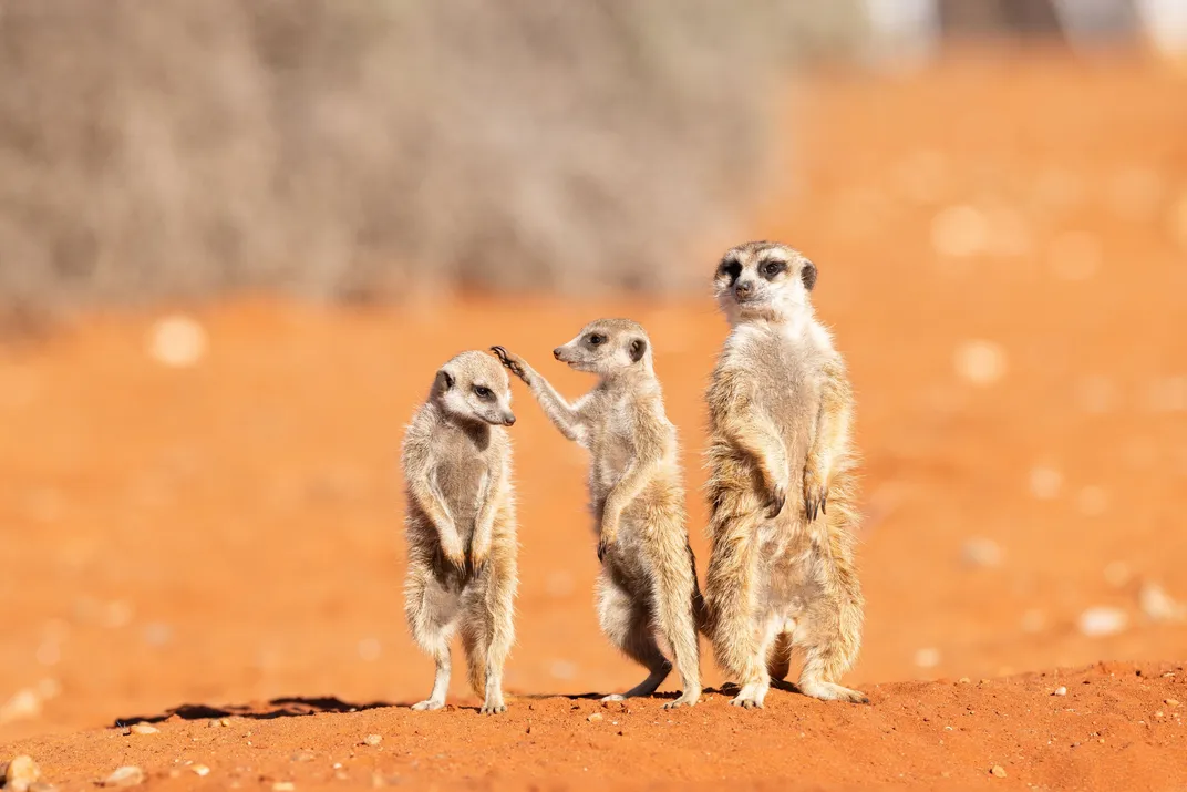three meerkats with one looking like it's patting the head of another