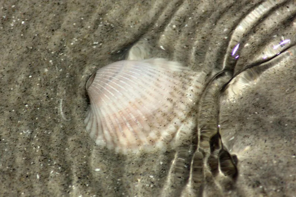 Padre Island National Seashore