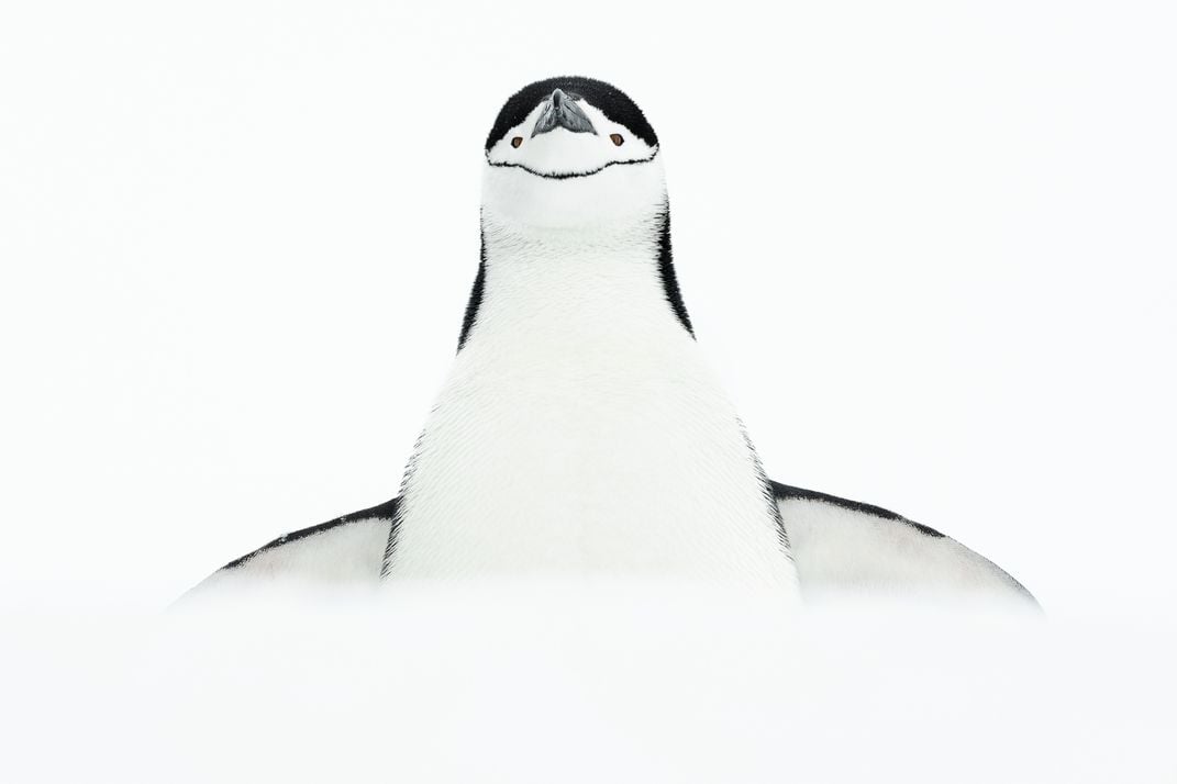 11 - Is it a penguin, a snow angel or both?