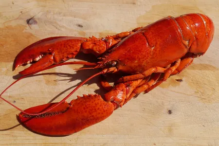 The American Lobster, 'Homarus americanus,' found on the northern area of the Atlantic coast of America.