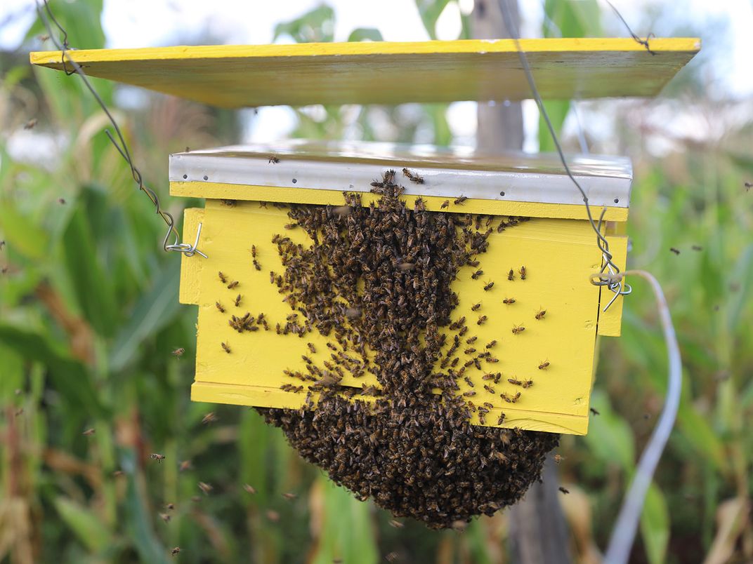 Bees Swarm a Hive