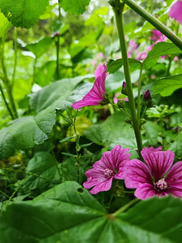 Flowers with raindrops thumbnail