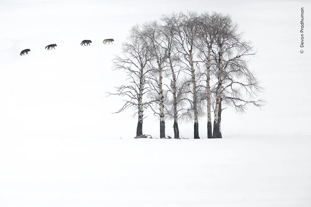 four wolves walk in a line on a snowy landscape, shown in the distance as they pass a grouping of six trees that are the only other visible landscape features