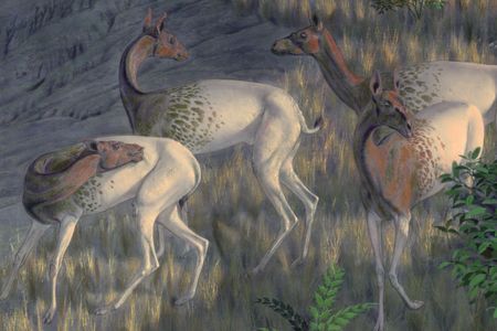 Poebrotherium.jpg