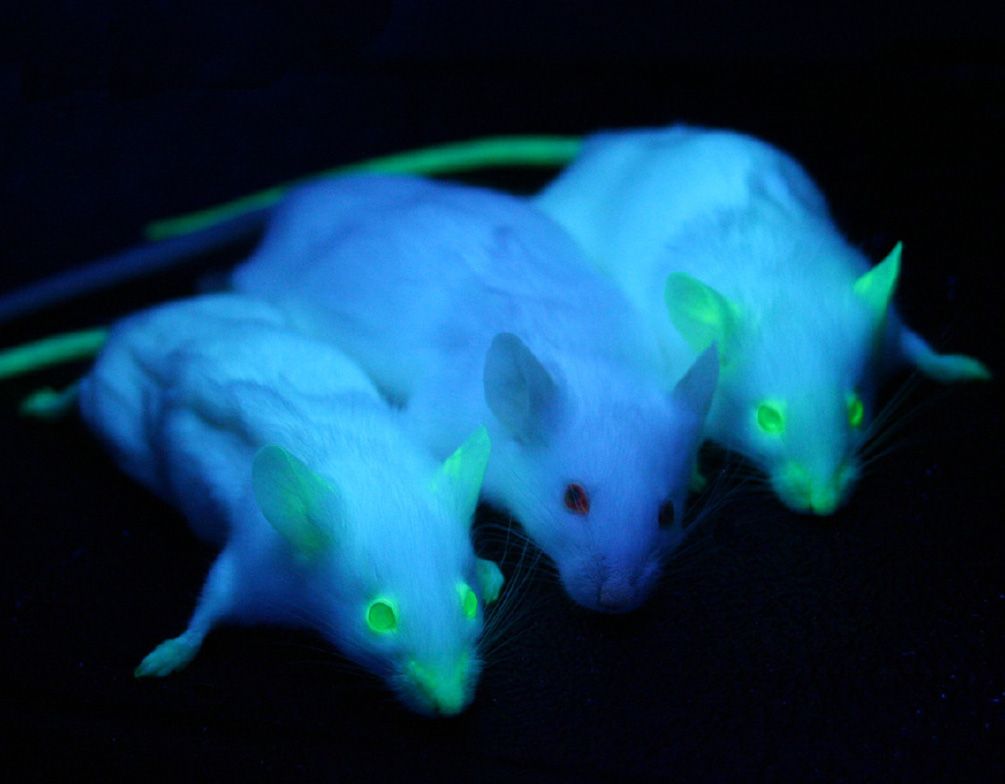 Green Mice