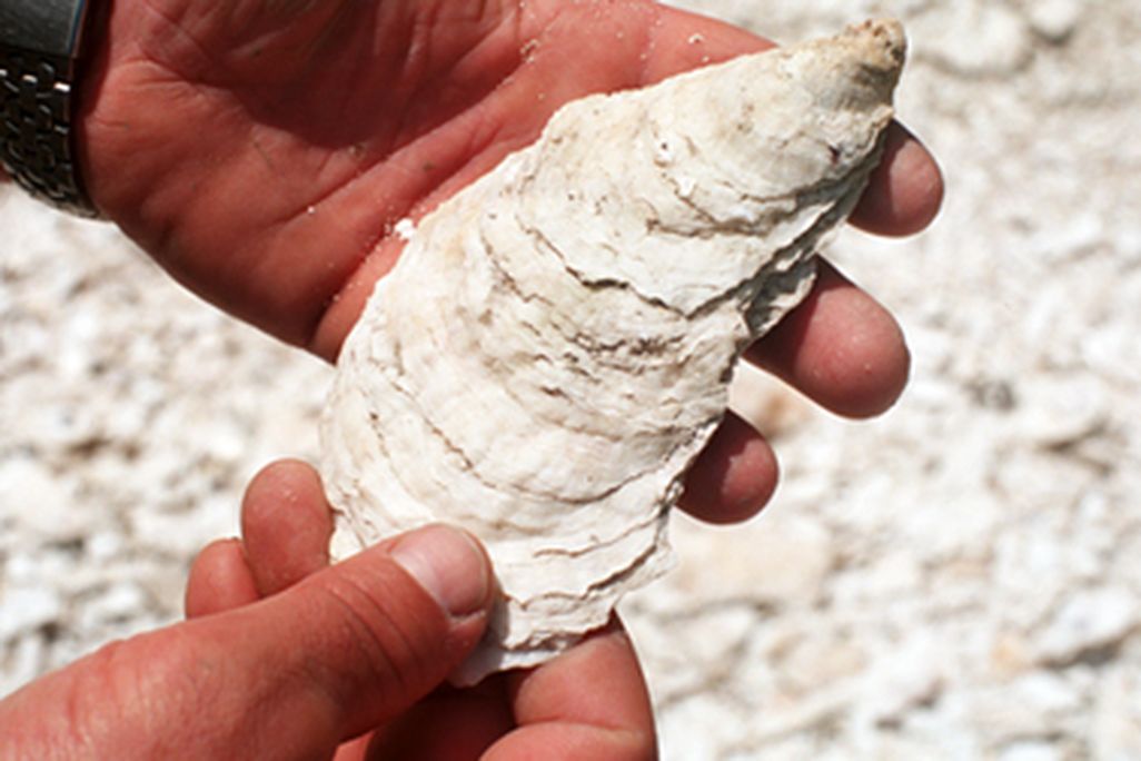 20120628103022shell2.jpg