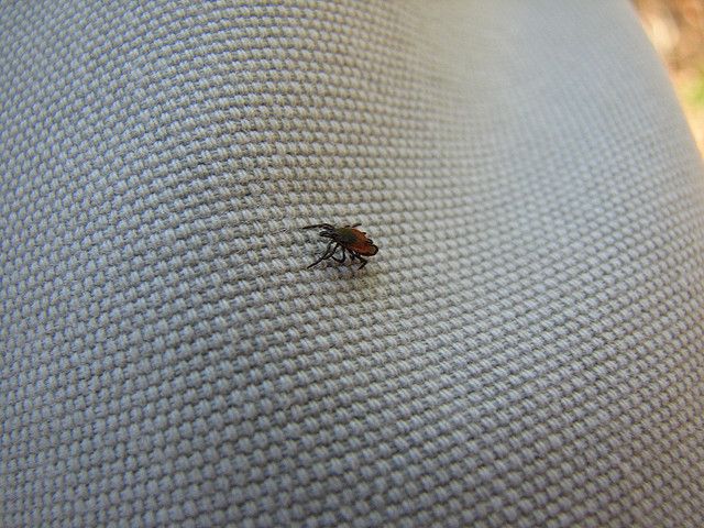 Lyme disease is caused by bacteria carried by deer ticks.