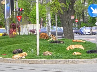 A pack of street dogs naps on a traffic island in Bucharest, Romania. In spite of a culling program, the animals swarm the streets—and occasionally maul residents and tourists.