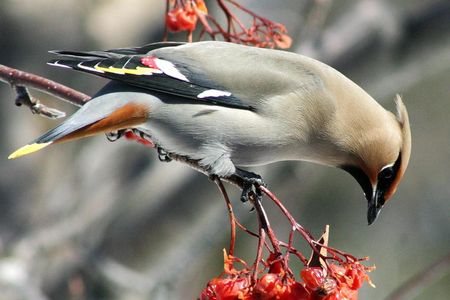 Species with a predilection for berries, like this bohemian waxwing, are susceptible to getting drunk on fermented fruits. 