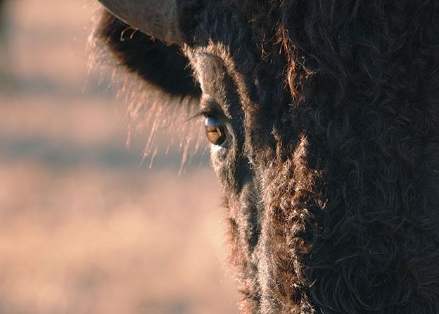 A buffalo looks at the camera while standing outside.