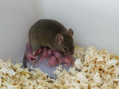The parthenogenetic mouse and the offspring