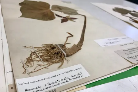 Leaves and roots analyzed by botanist Mason Heberling