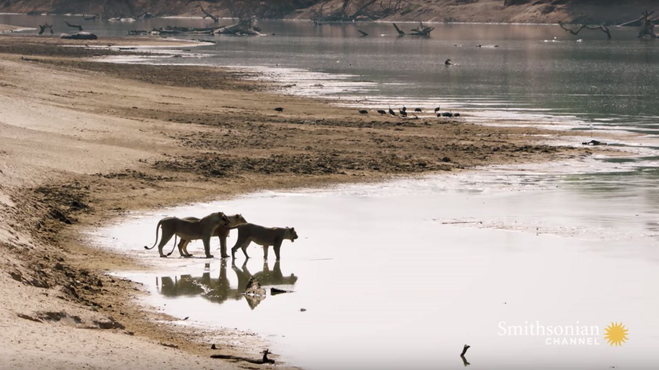 Preview thumbnail for Young Lions Try to Cross Crocodile-Infested Waters