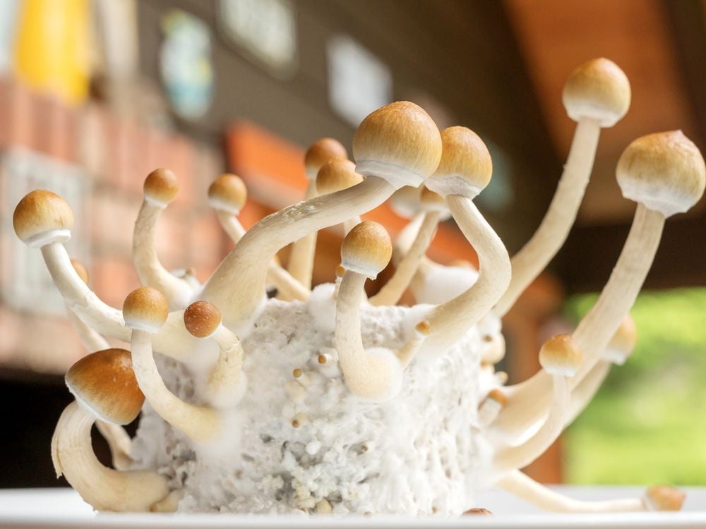 Mushrooms with light brown caps growing