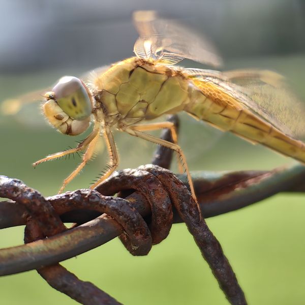 Female ruddy darter dragonfly on barbed wire fence. thumbnail