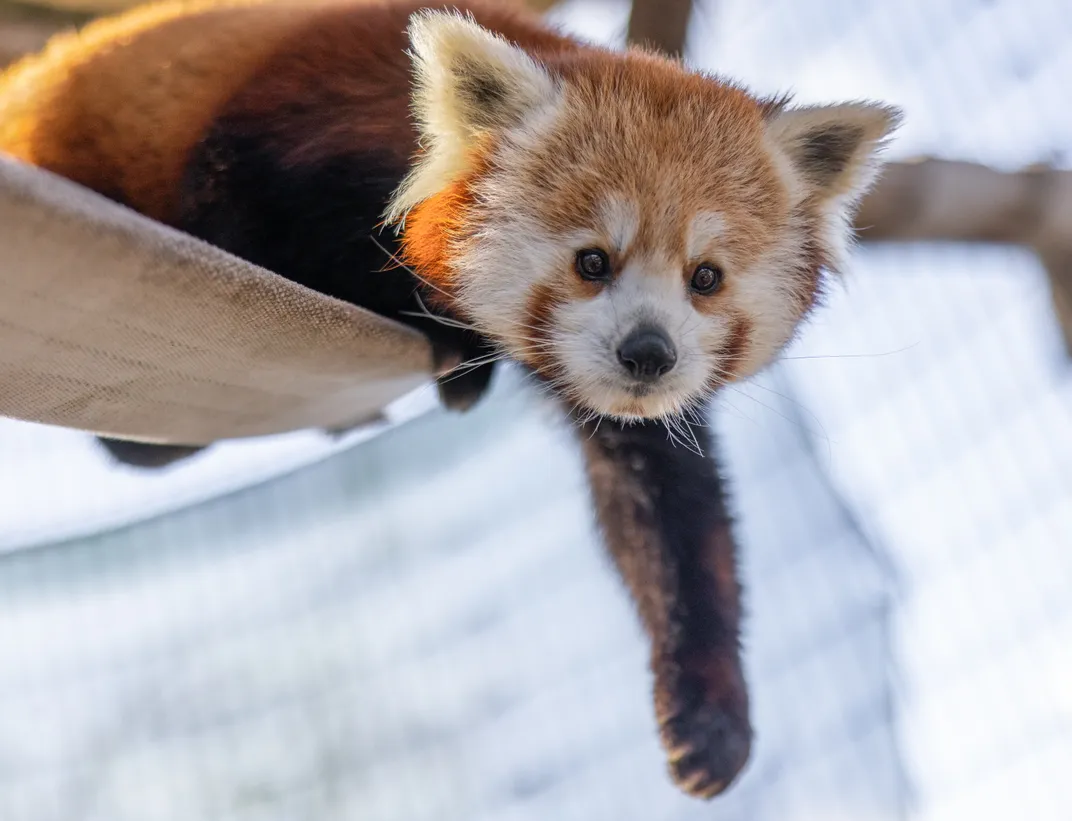 a red panda sits on an elevated surface with one front leg extended out