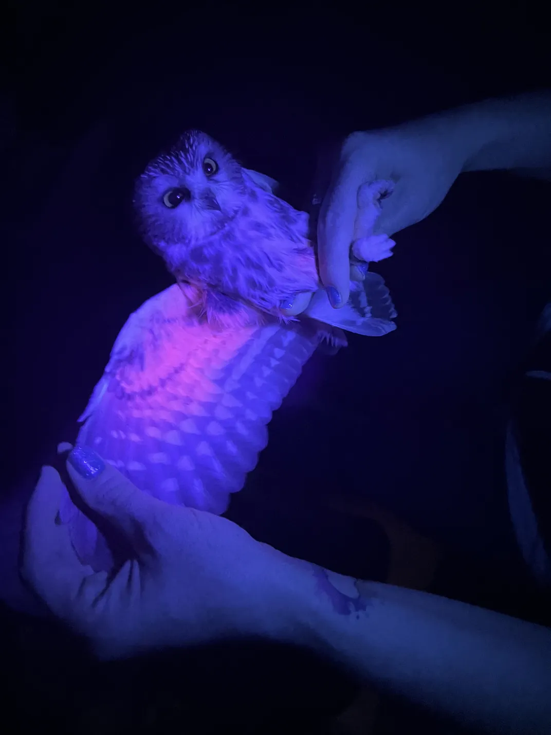 Project Owlnet 2023 blacklight