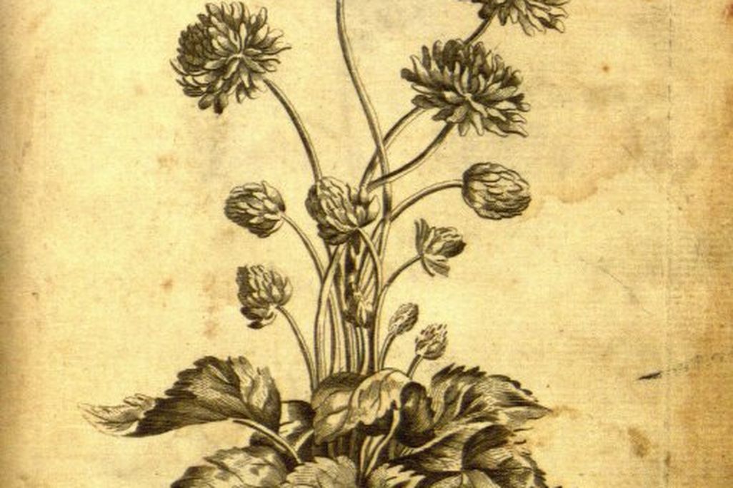 flowers.jpeg