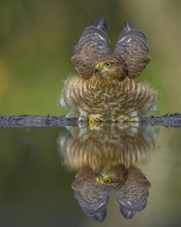 Sparrowhawk In The Liquid Mirror thumbnail