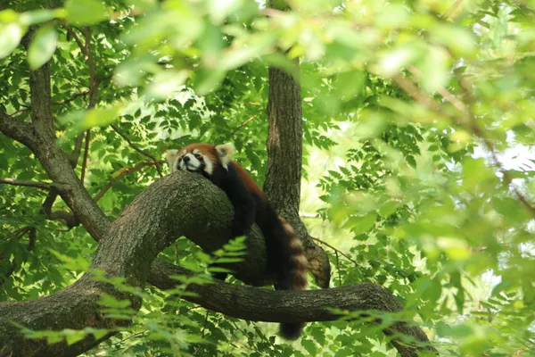 A red panda dozing on a tree thumbnail