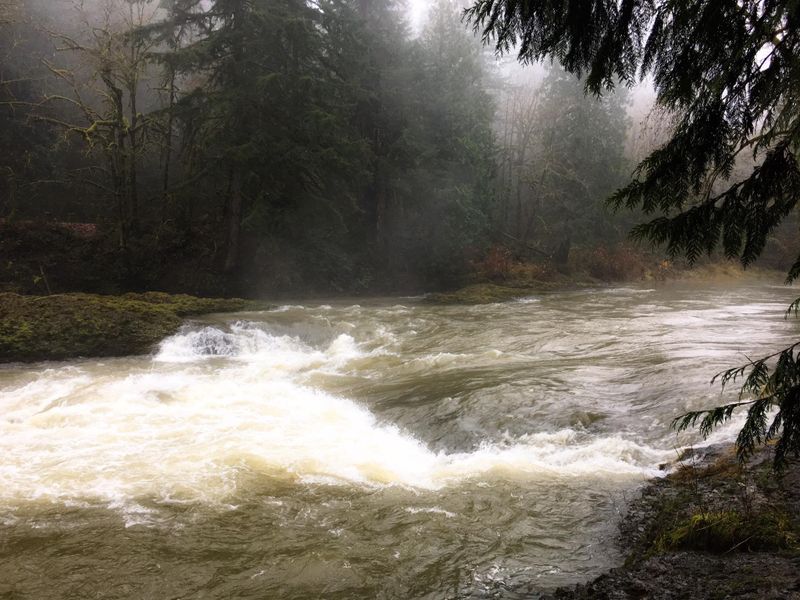 The view looking up the Chehalis river at Rainbow Falls State Park