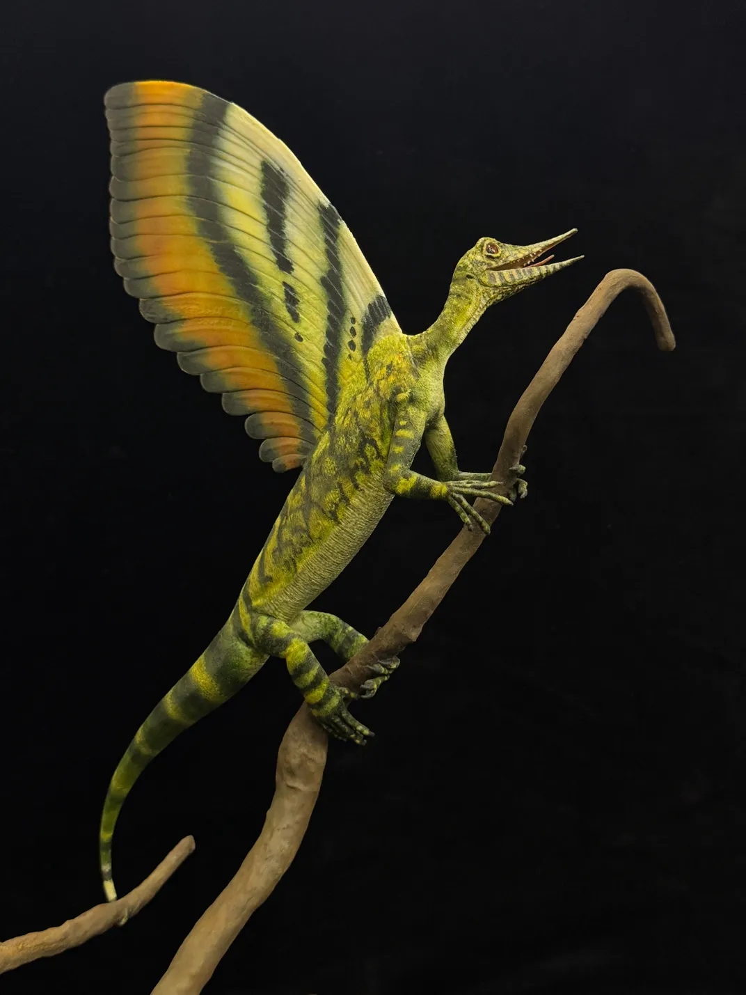Pic 10 - Model of Mirasaura grauvogeli