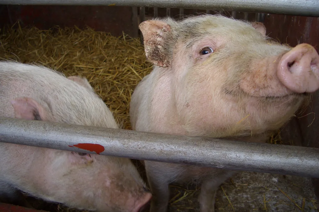 2pigs.jpg
