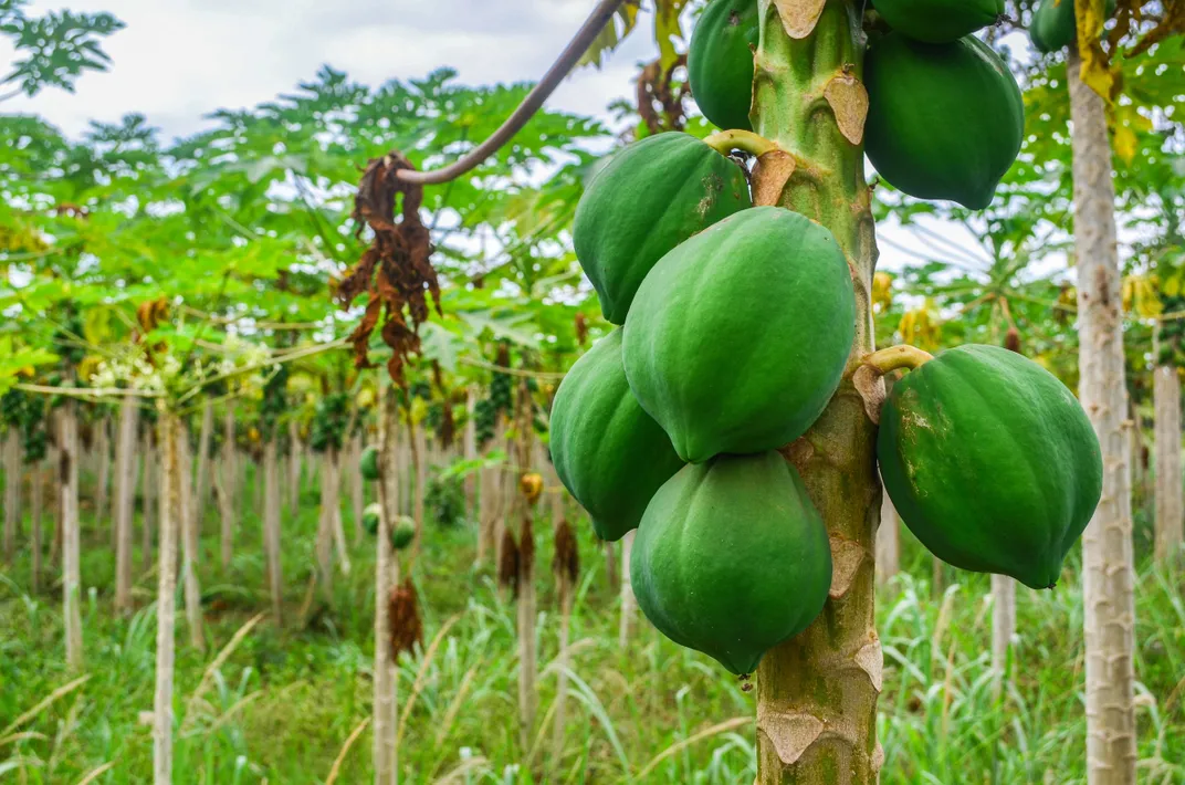 パパイヤの植物