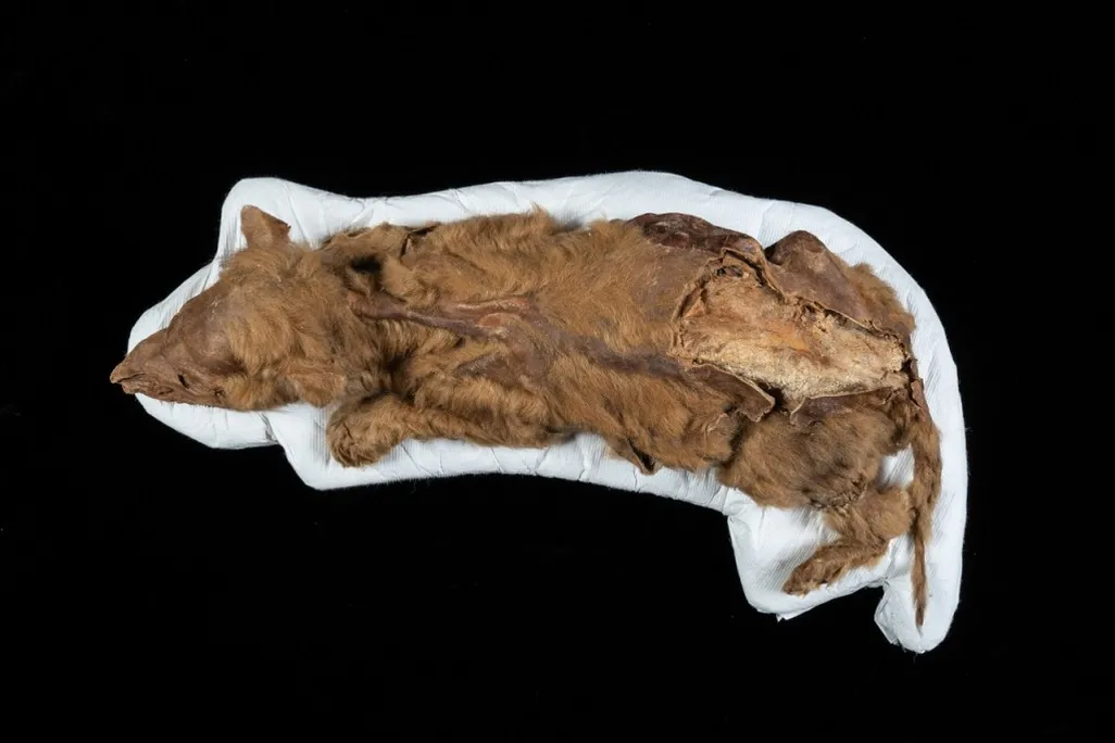 An aerial photo of Zhùr's body. She lays on a white sheet with a black background. Her fur is light brown, and her bones jut out near her back legs. She is laying down, like she was asleep when she died. 