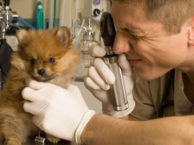 Studying animals can help greatly with the advancement of human medicine.