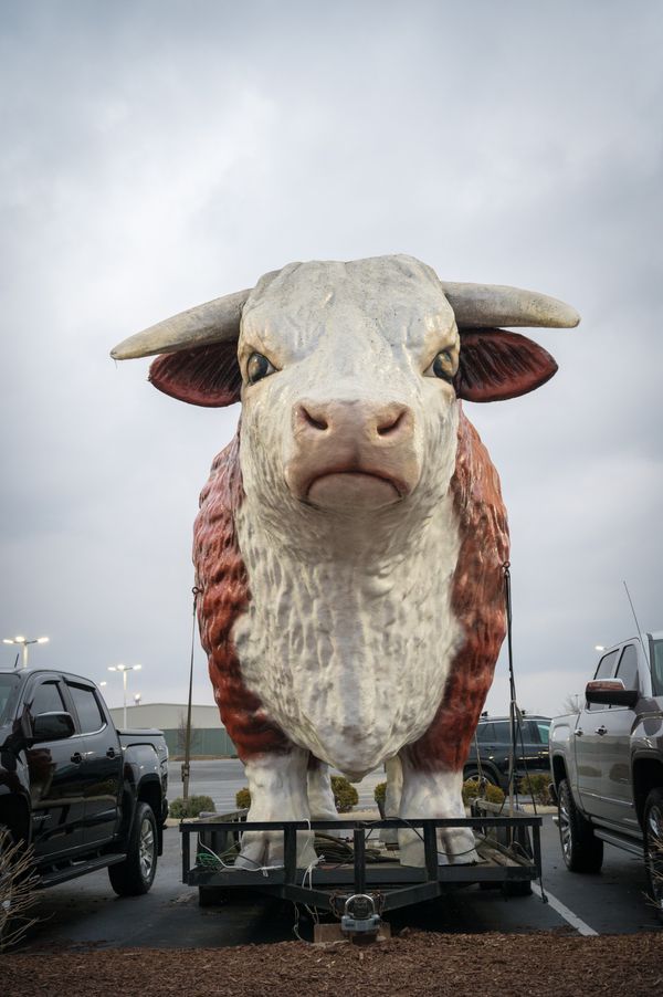 A cow on a trailer is seen in a used car lot. thumbnail