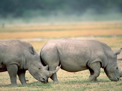 White rhinos are considered a conservation sucess after near extinction in the 19th century, their numbers now classify them as Near Threatened