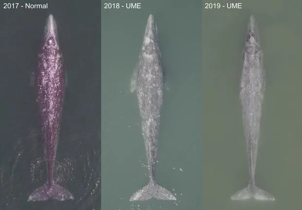 gray whales